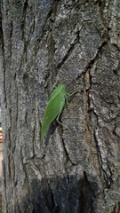 Microcentrum rhombifolium