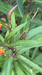 Polistes fuscatus
