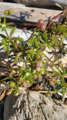 Galium parisiense