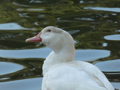 Anas platyrhynchos × Cairina moschata