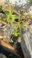 Galium parisiense