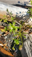 Galium parisiense