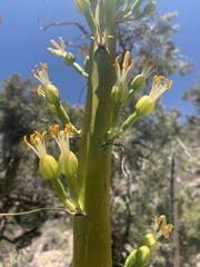 Agave utahensis