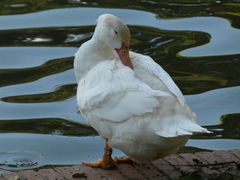 Anas platyrhynchos × Cairina moschata
