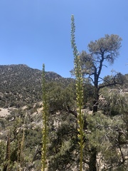 Agave utahensis