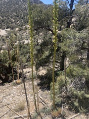Agave utahensis
