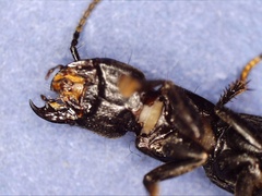 Ocypus aethiops