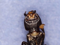 Ocypus aethiops