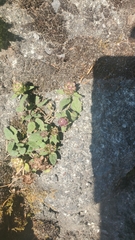 Teucrium scorodonia