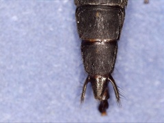 Ocypus aethiops