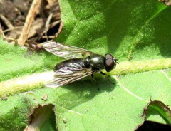 Cheilosia urbana
