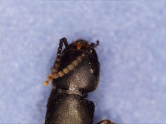 Ocypus aethiops