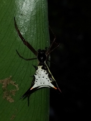 Micrathena schreibersi