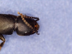 Ocypus aethiops