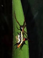 Micrathena schreibersi