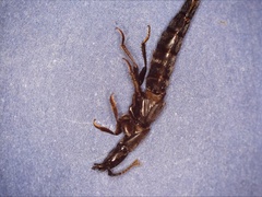 Ocypus aethiops
