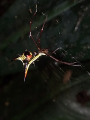 Micrathena schreibersi
