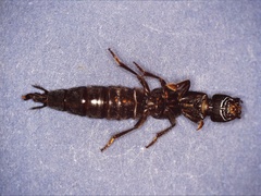 Ocypus aethiops