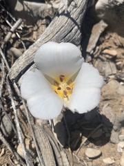 Calochortus bruneaunis