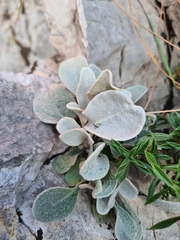 Pentanema verbascifolium