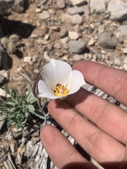 Calochortus bruneaunis