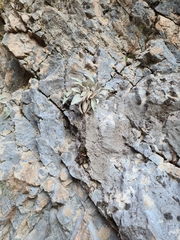 Pentanema verbascifolium