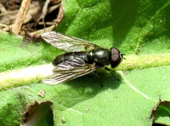Cheilosia urbana