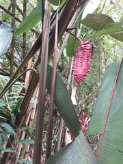 Heliconia mariae