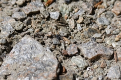Nyssus coloripes