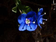 Veronica fruticans
