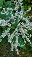 Koenigia polystachya