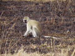 Chlorocebus pygerythrus hilgerti