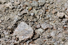 Nyssus coloripes
