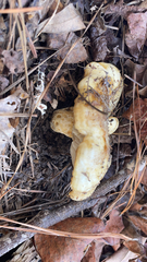 Lactarius alnicola