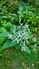Koenigia polystachya