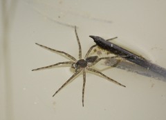 Nilus