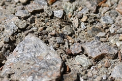 Nyssus coloripes