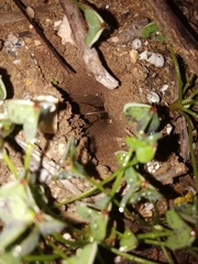 Gryllotalpa vineae