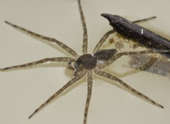Nilus