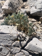 Astragalus calycosus