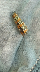 Atteva aurea