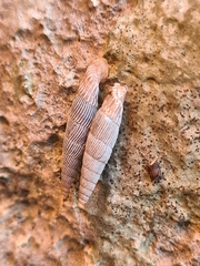 Clausiliidae