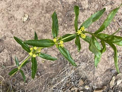 Fadogia homblei