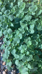 Lamium purpureum
