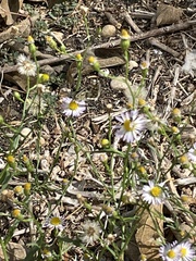 Papilionoidea