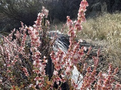 Eriogonum wrightii membranaceum