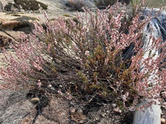 Eriogonum wrightii membranaceum