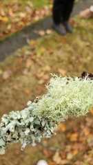 Usnea hirta