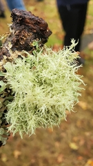 Usnea hirta