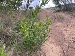 Fadogia homblei